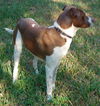 Leland the Pointer