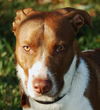 Leland the Pointer