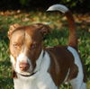 Leland the Pointer