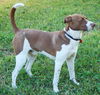 Leland the Pointer