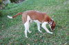 Leland the Pointer