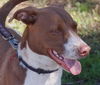 Leland the Pointer