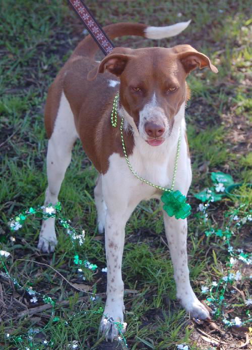 Leland the Pointer