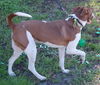 Leland the Pointer