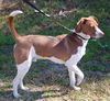 Leland the Pointer