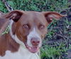 Leland the Pointer