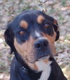 Gypsy the Gentle Rottweiler
