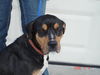 Gypsy the Gentle Rottweiler