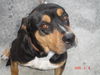 Gypsy the Gentle Rottweiler
