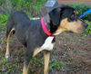 Gypsy the Gentle Rottweiler