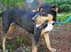 Gypsy the Gentle Rottweiler