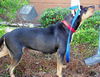 Gypsy the Gentle Rottweiler