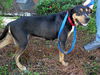 Gypsy the Gentle Rottweiler
