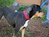 Gypsy the Gentle Rottweiler