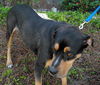 Gypsy the Gentle Rottweiler