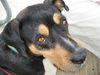 Gypsy the Gentle Rottweiler