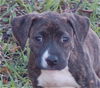 Pepper the Boo-Boo Puppy