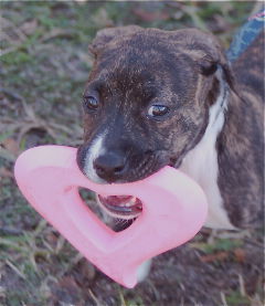 Pepper the Boo-Boo Puppy
