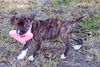 Pepper the Boo-Boo Puppy