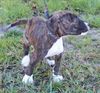 Pepper the Boo-Boo Puppy