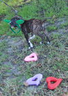 Pepper the Boo-Boo Puppy