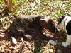 Pepper the Boo-Boo Puppy