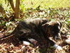 Pepper the Boo-Boo Puppy