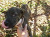 Pepper the Boo-Boo Puppy