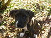 Pepper the Boo-Boo Puppy