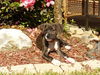Pepper the Boo-Boo Puppy