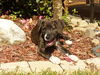 Pepper the Boo-Boo Puppy