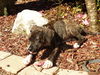 Pepper the Boo-Boo Puppy