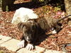 Pepper the Boo-Boo Puppy