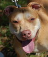 Bella the Terrier