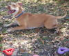 Bella the Terrier