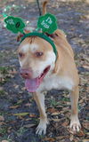 Bella the Terrier