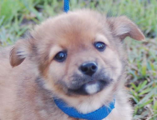 Finn the Orphan Puppy