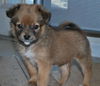 Finn the Orphan Puppy