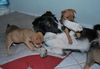 Finn the Orphan Puppy