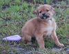 Finn the Orphan Puppy