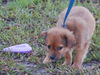 Finn the Orphan Puppy