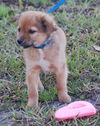 Finn the Orphan Puppy