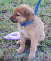 Finn the Orphan Puppy