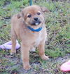 Finn the Orphan Puppy