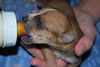 Pip the Orphan Puppy