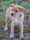 Pip the Orphan Puppy