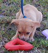 Pip the Orphan Puppy