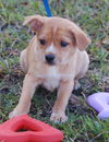 Pip the Orphan Puppy