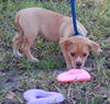 Pip the Orphan Puppy