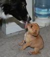 Poe the Orphan Puppy